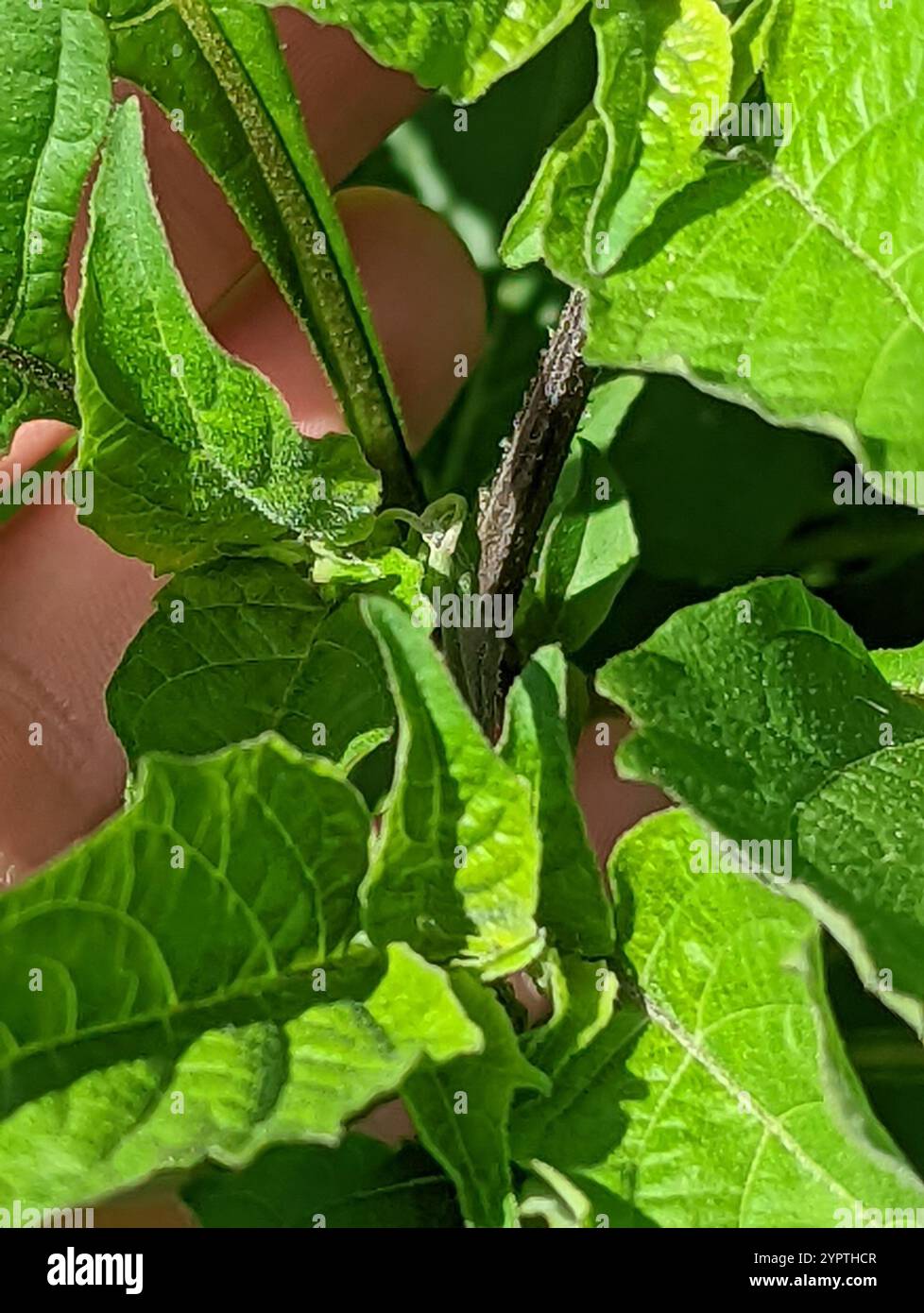 Black Nightshade Complex (Solanum nigrum Stock Photo - Alamy