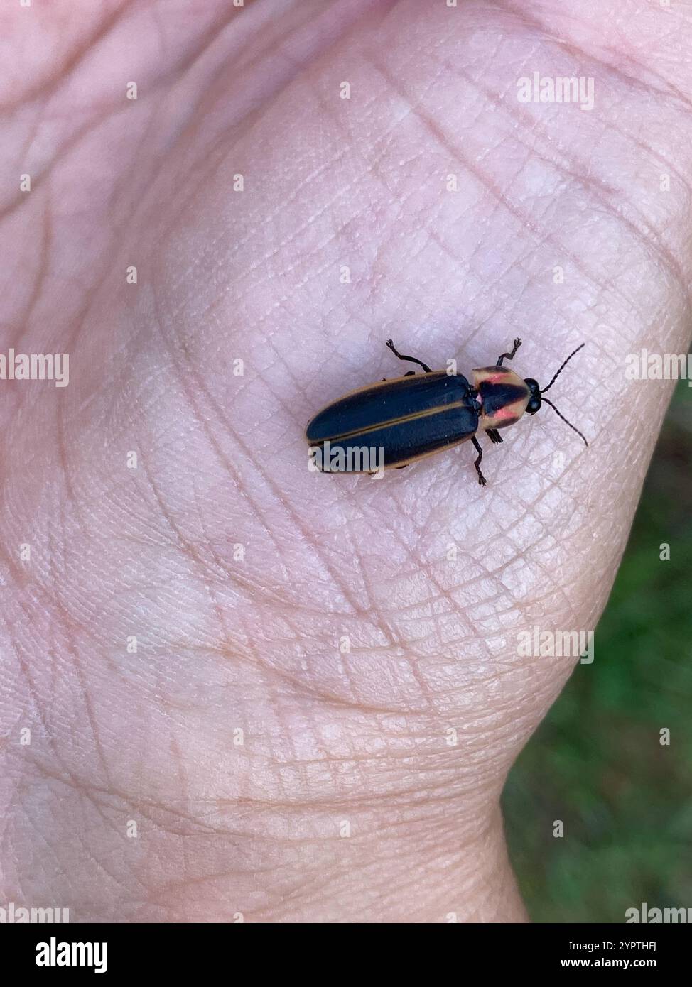 Spring Tree-Top Flasher (Pyractomena borealis Stock Photo - Alamy