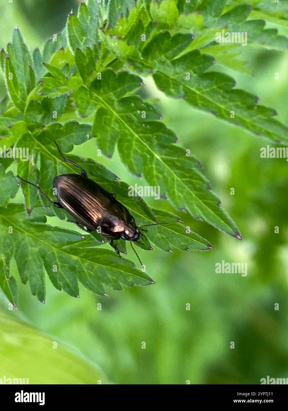 Common Sun Beetle (Amara aenea Stock Photo - Alamy