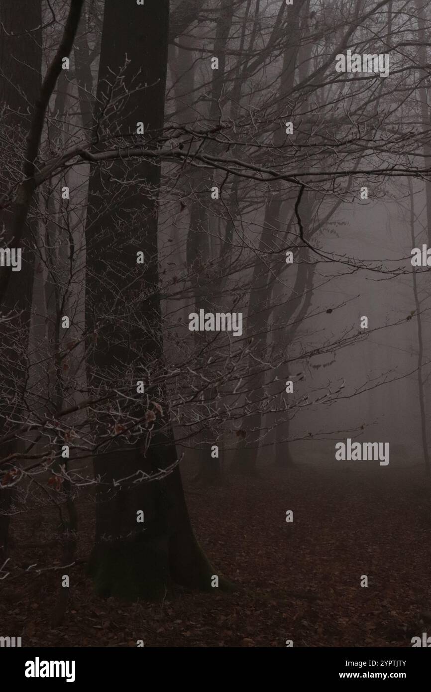 Bäume im Wald im Nebel Stock Photo