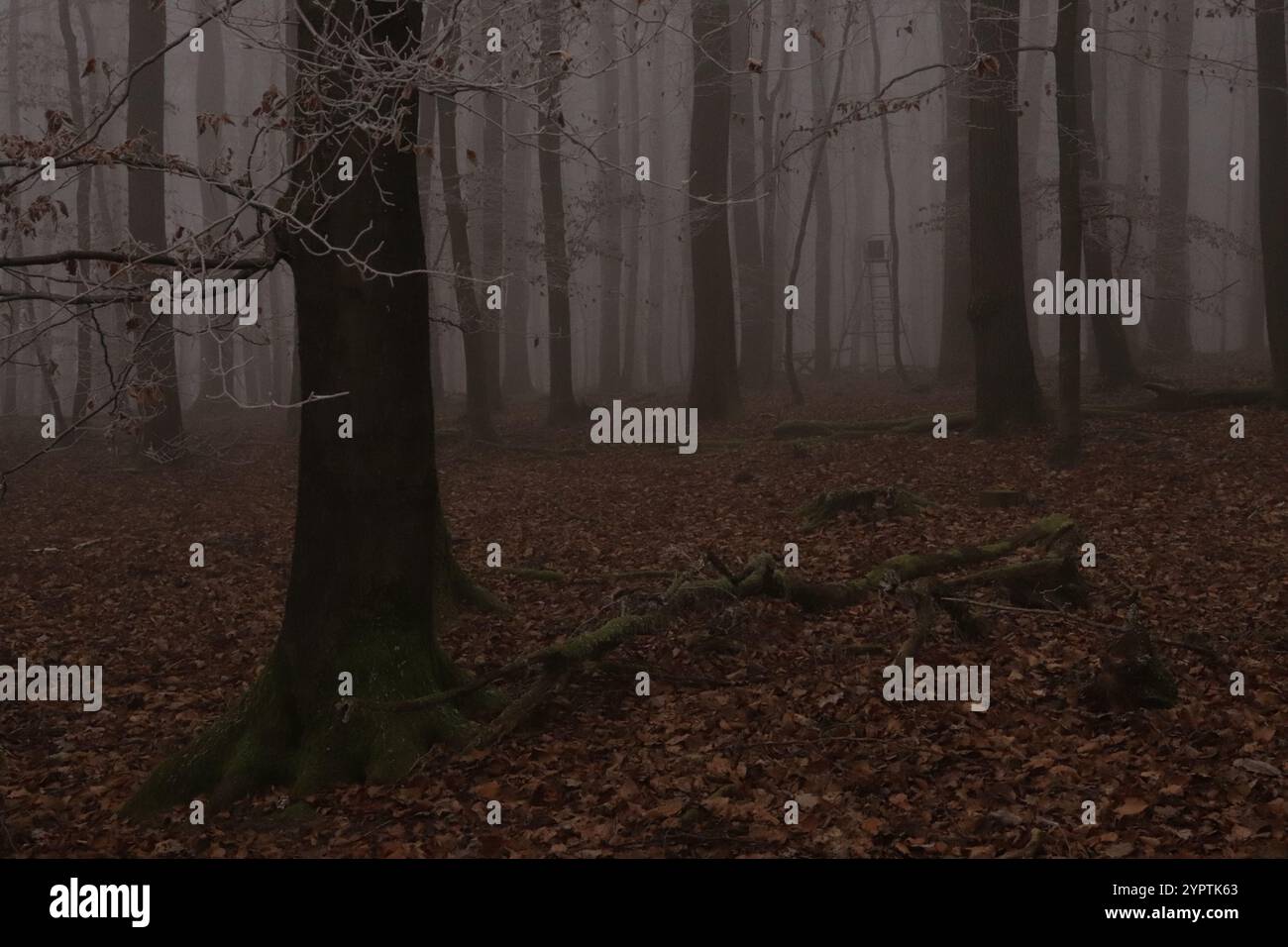 Bäume im Wald im Nebel Stock Photo