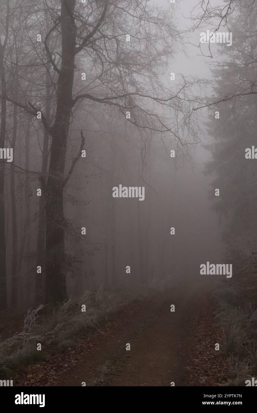 Bäume im Wald im Nebel Stock Photo