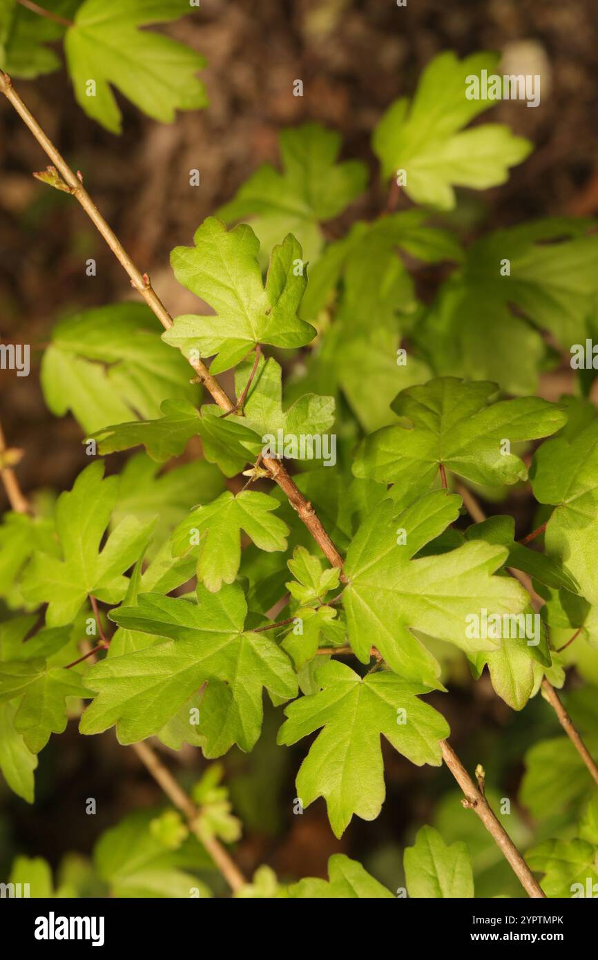 field maple (Acer campestre Stock Photo - Alamy