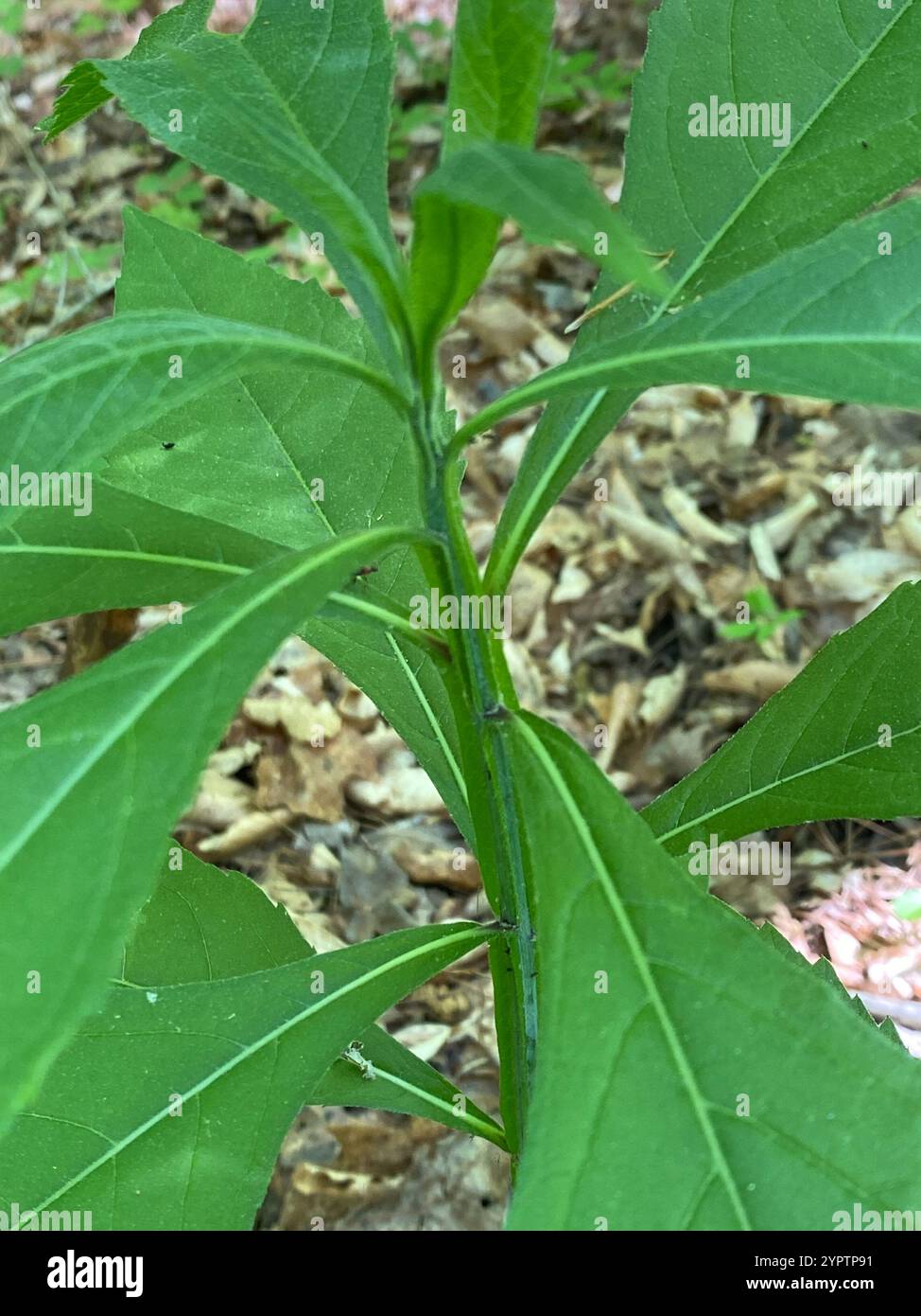 White Wingstem Wingstem (Verbesina alternifolia Stock Photo - Alamy