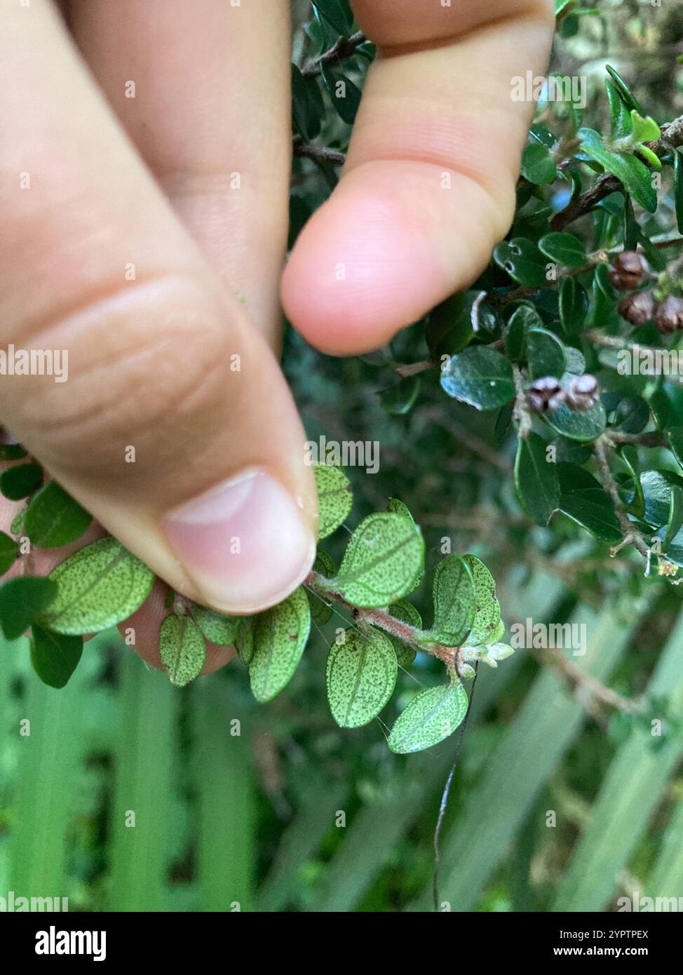 climbing rātā (Metrosideros perforata Stock Photo - Alamy