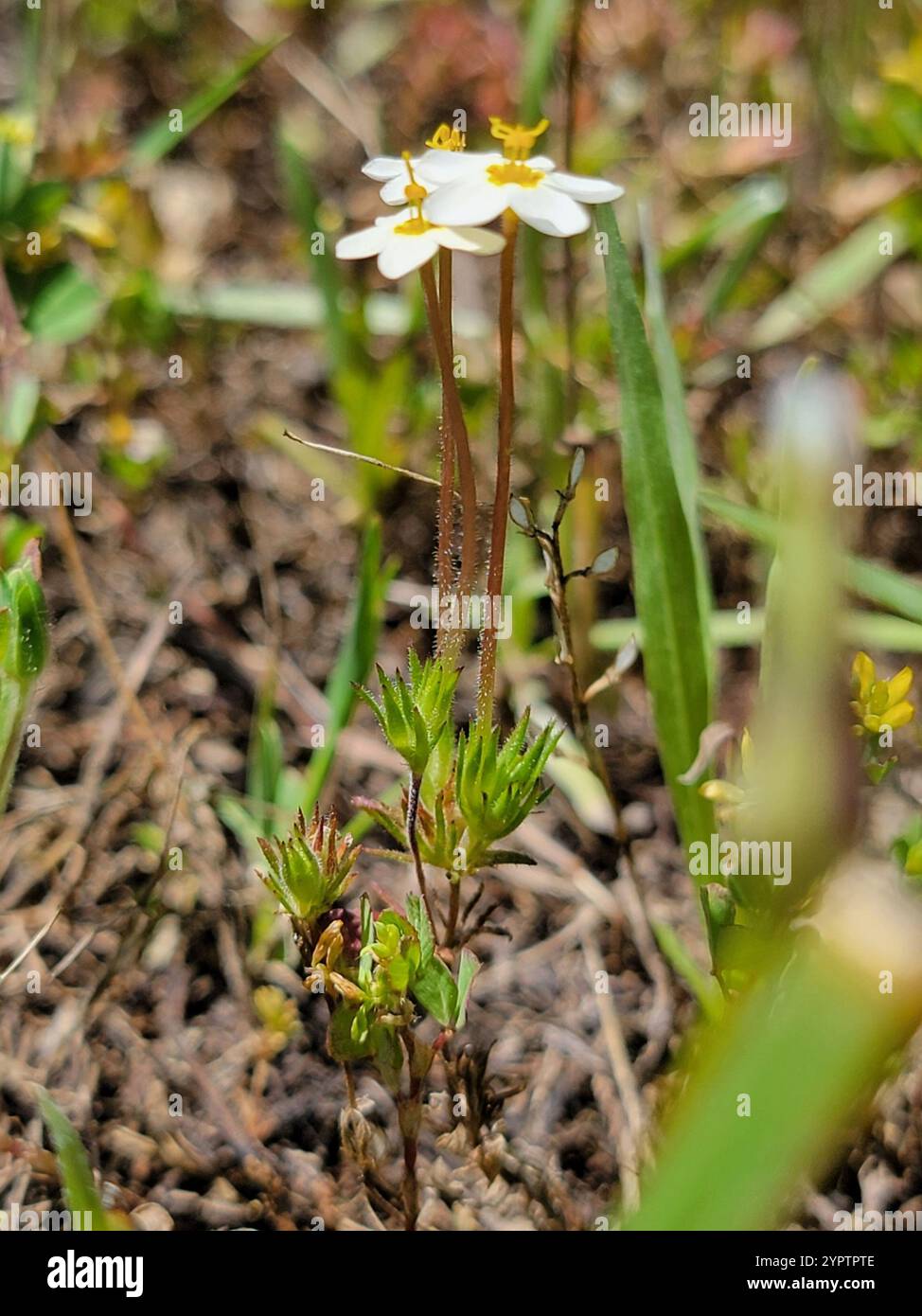 variable linanthus (Leptosiphon parviflorus Stock Photo - Alamy