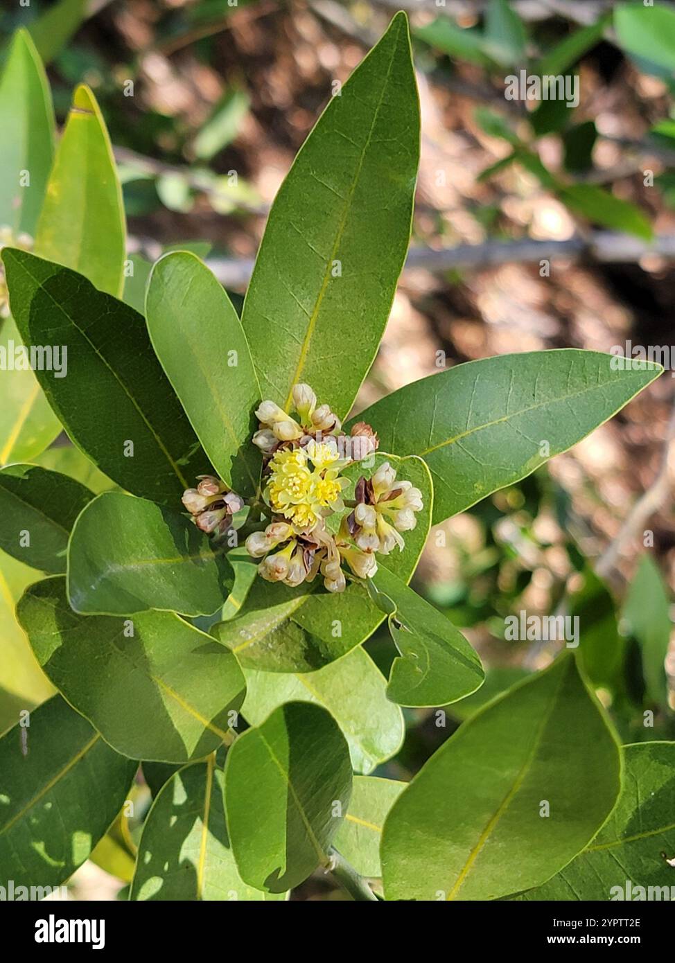 California bay (Umbellularia californica Stock Photo - Alamy