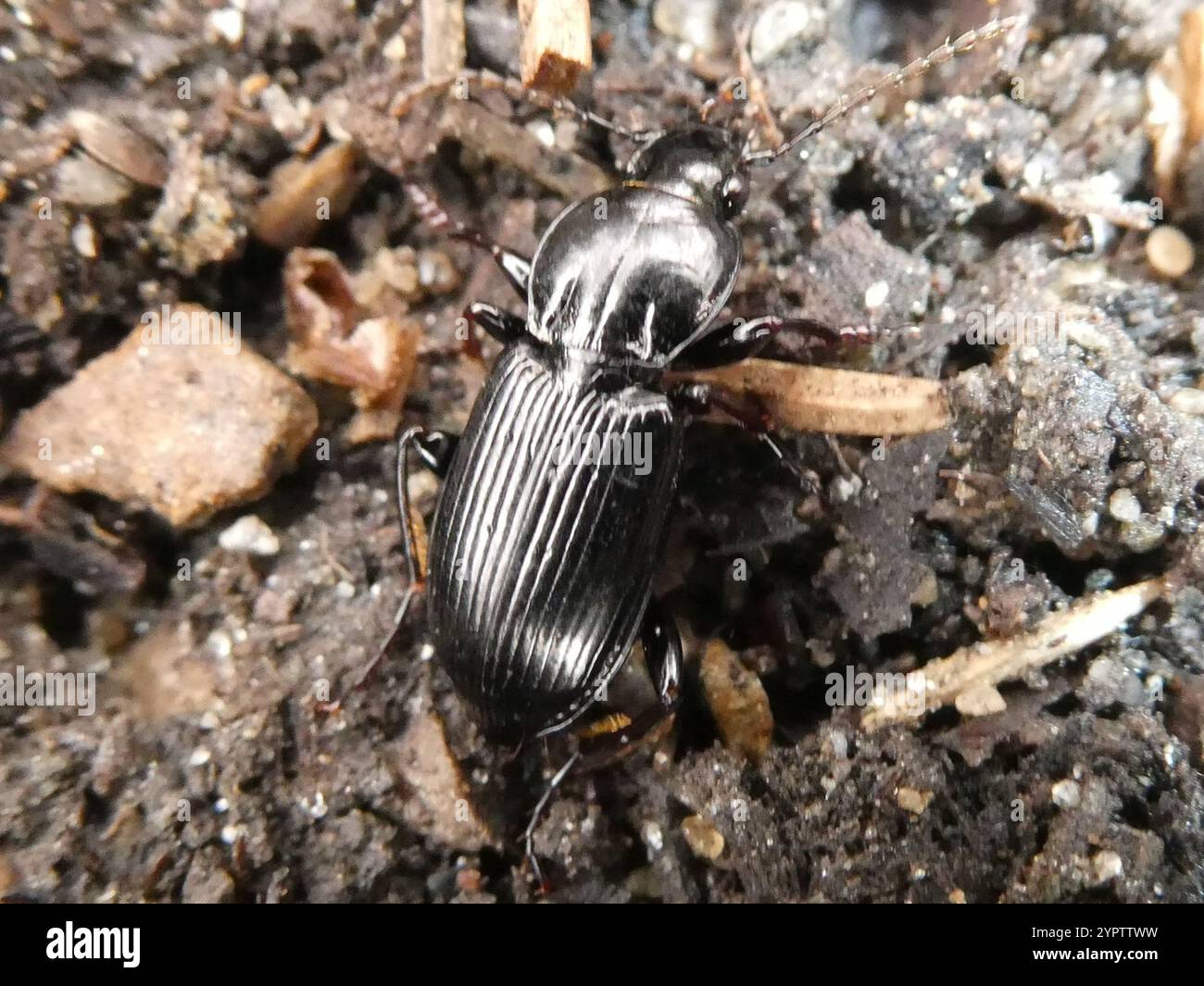 Clock Insect Blackclock Ground Beetles (Pterostichus Stock Photo - Alamy