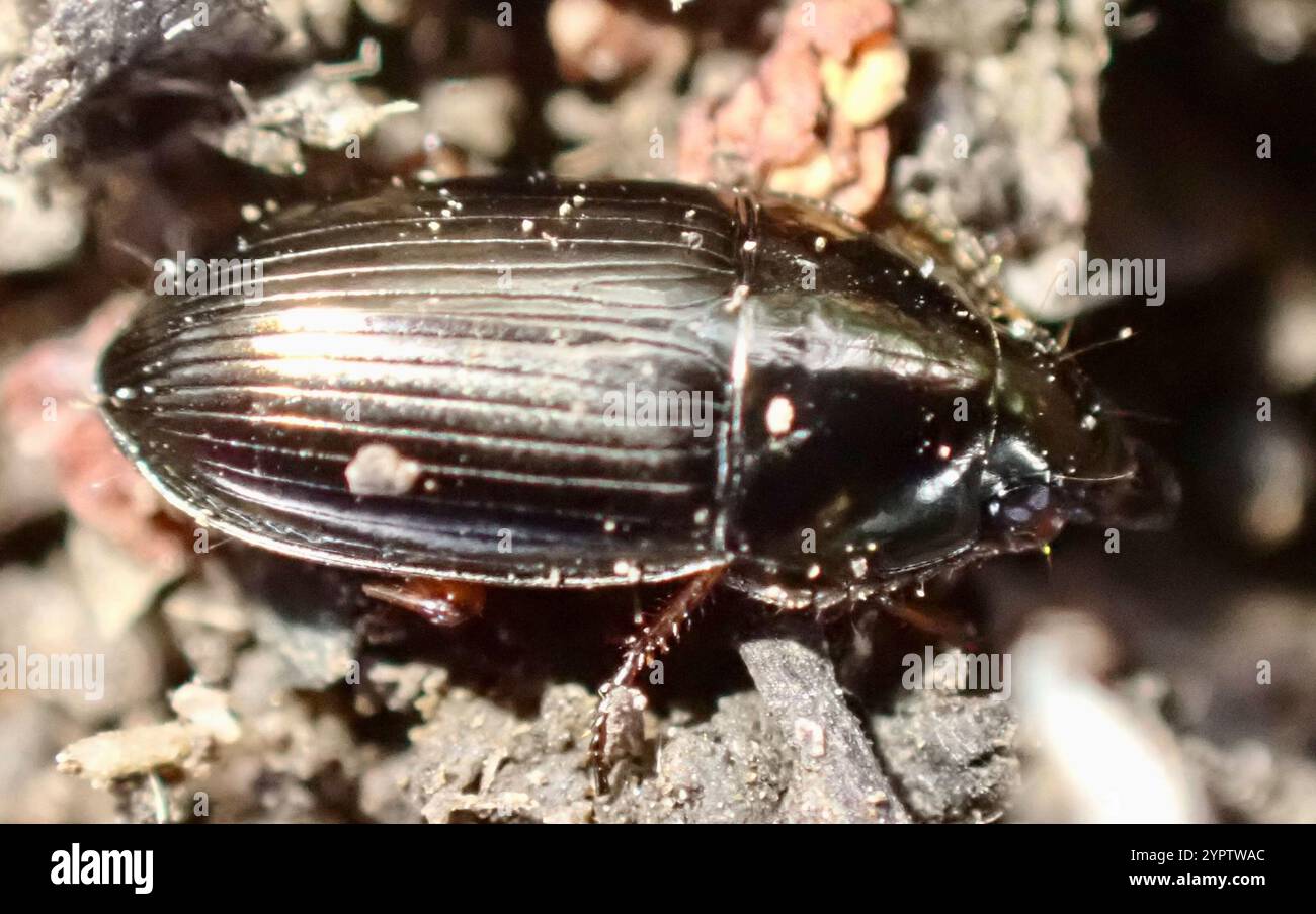Social Sun Beetle (Amara familiaris Stock Photo - Alamy