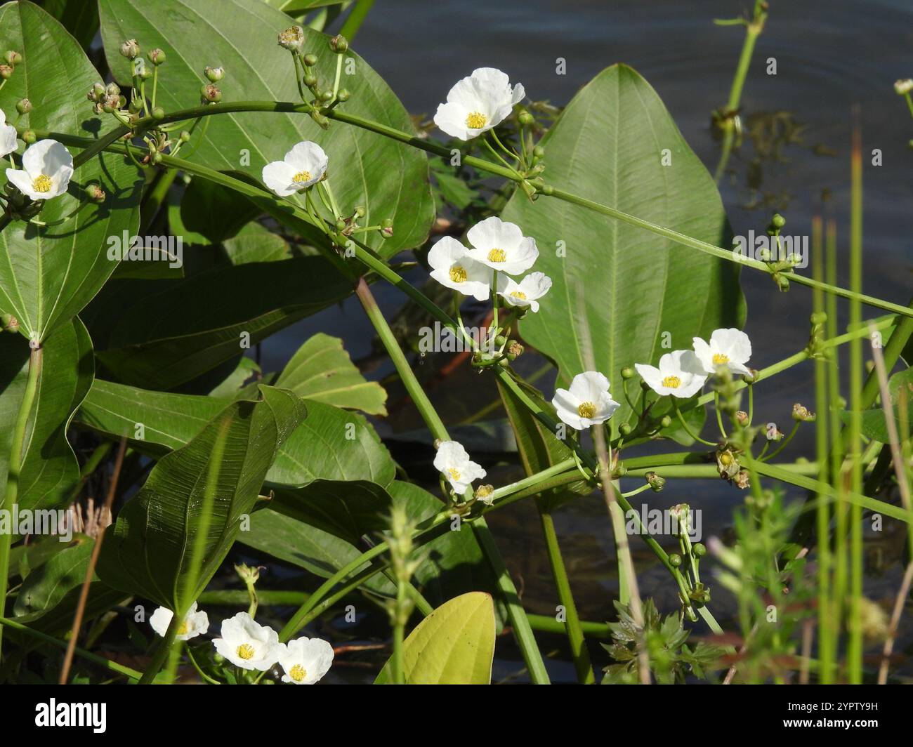 Creeping burhead (Echinodorus cordifolius Stock Photo - Alamy