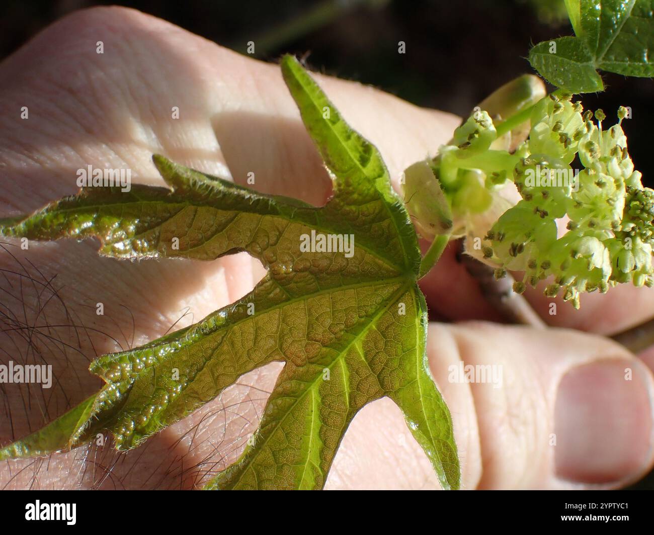bigleaf maple (Acer macrophyllum Stock Photo - Alamy