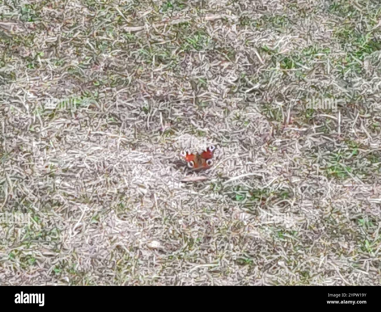 European Peacock Butterfly (Aglais io Stock Photo - Alamy