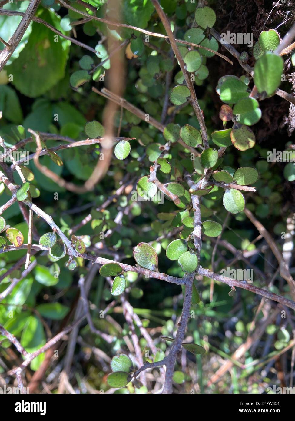 Mapou Weeping Mapou (Myrsine divaricata Stock Photo - Alamy