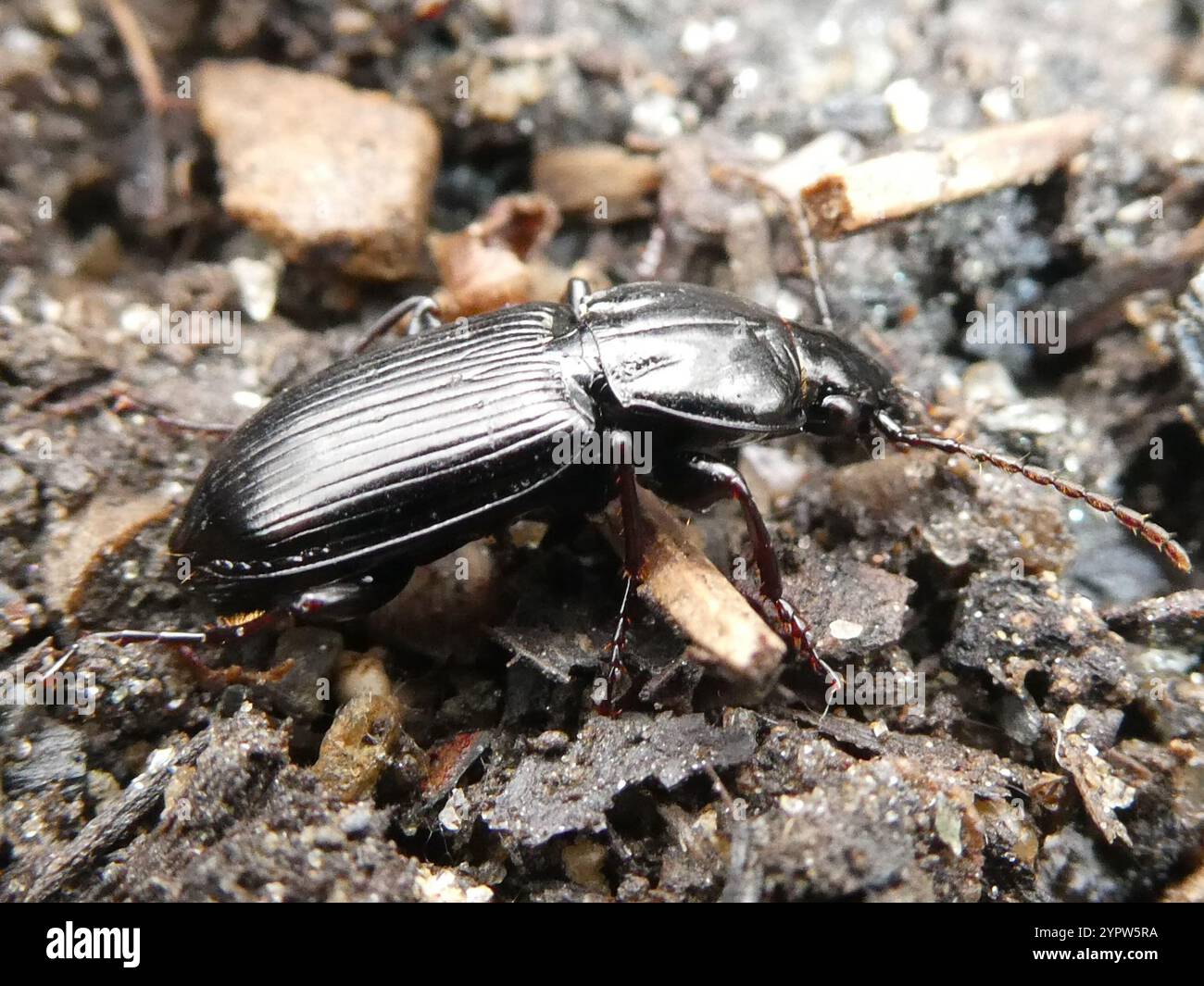 Clock Insect Blackclock Ground Beetles (Pterostichus Stock Photo - Alamy