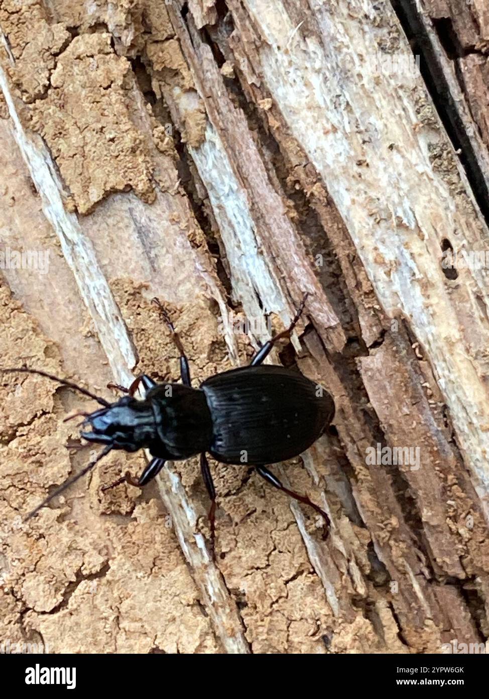 Clock Insect Blackclock Ground Beetles (Pterostichus Stock Photo - Alamy