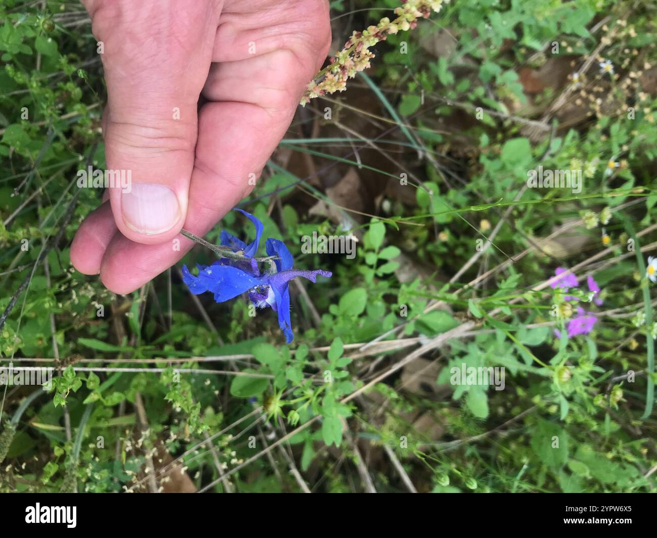 Wild Blue Larkspur (Delphinium carolinianum Stock Photo - Alamy