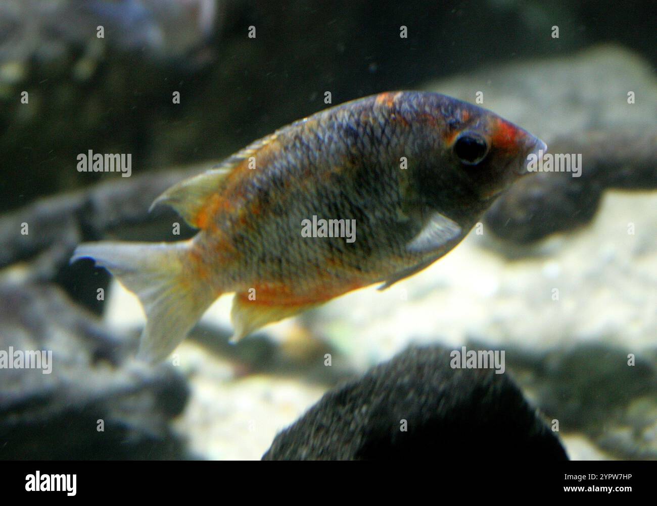 Kotsovato, Paretroplus kieneri, Cichlidae. Northwestern Madagascar. Vulnerable. These cichlid fish live in rivers and lakes in northwestern Madagascar Stock Photo