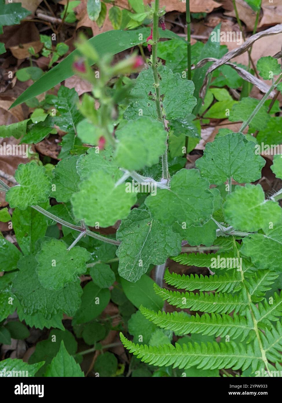 dragon scale plants Alocasia Dragon Scale | Rare Houseplants
