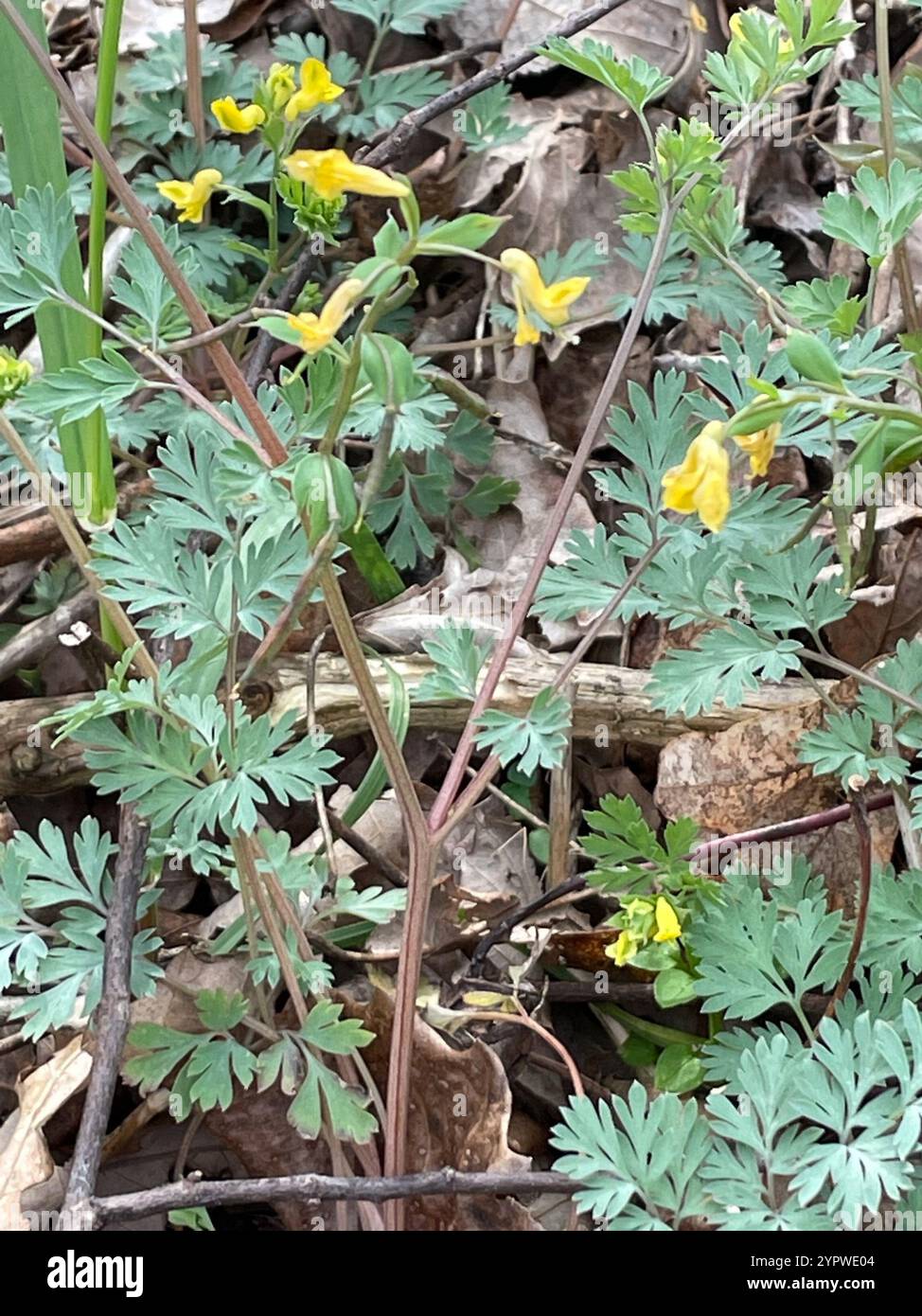 Yellow Corydalis (Corydalis flavula Stock Photo Alamy