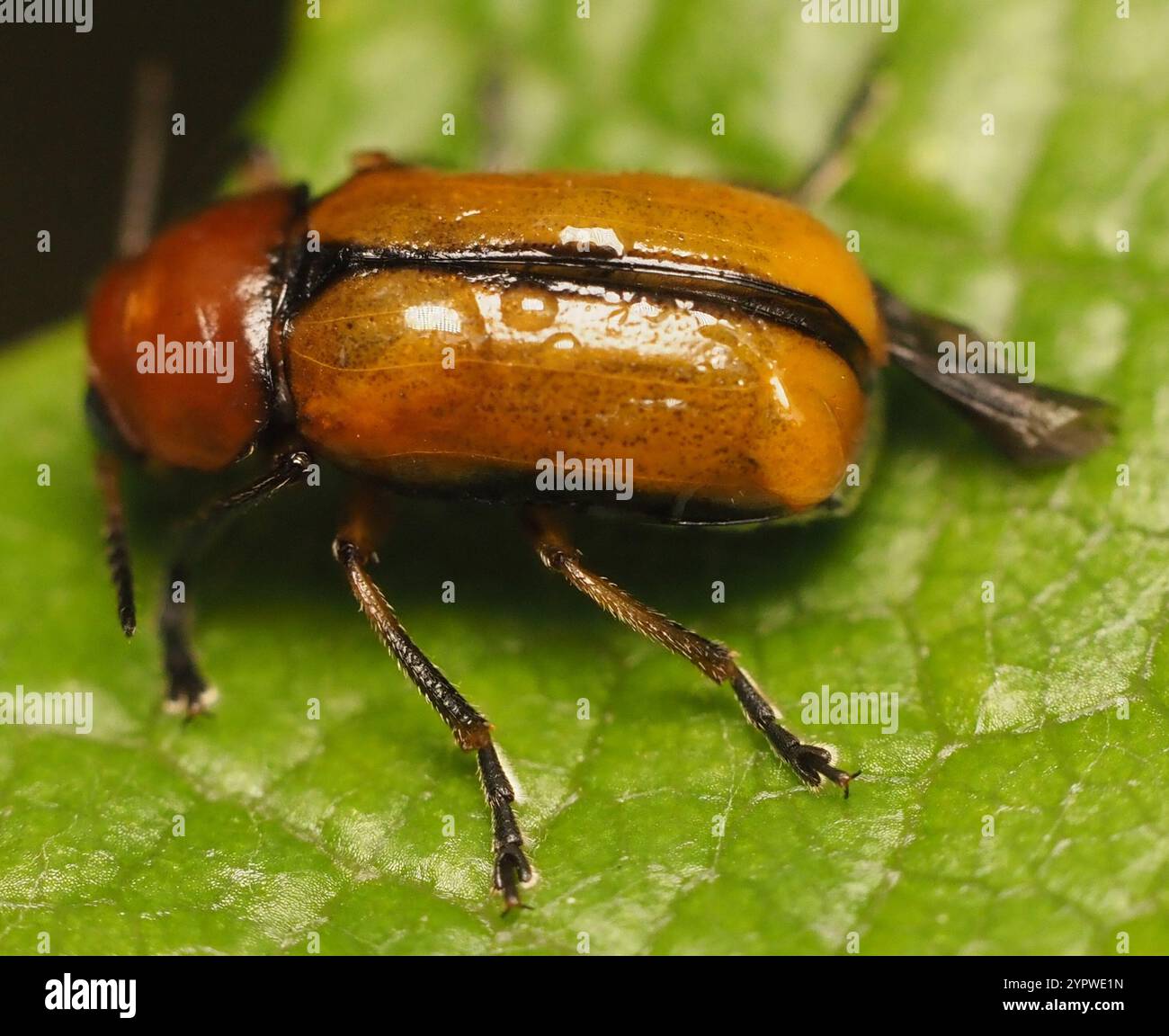Clay-colored Leaf Beetle (Anomoea laticlavia Stock Photo - Alamy