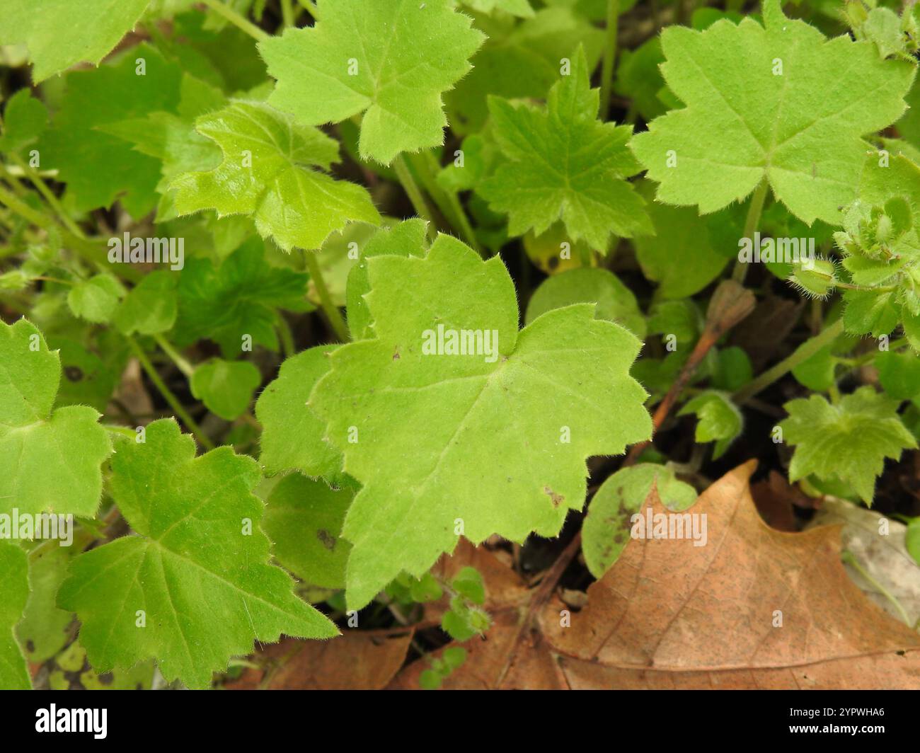 Hydrophyllum canadense hi-res stock photography and images - Alamy