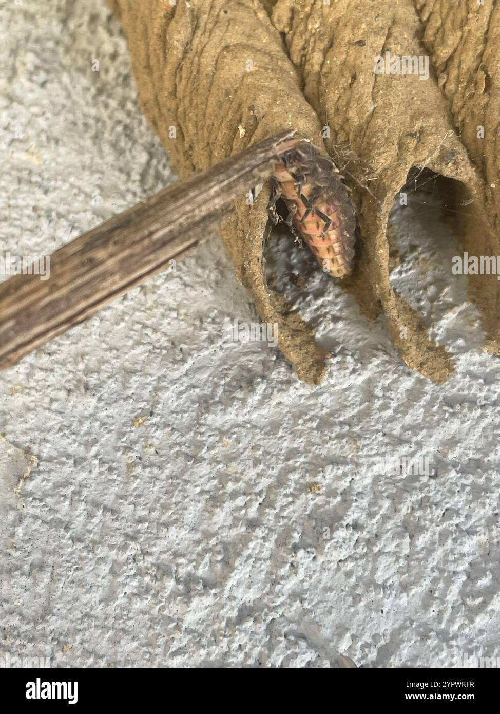 Spring Tree-Top Flasher (Pyractomena borealis Stock Photo - Alamy