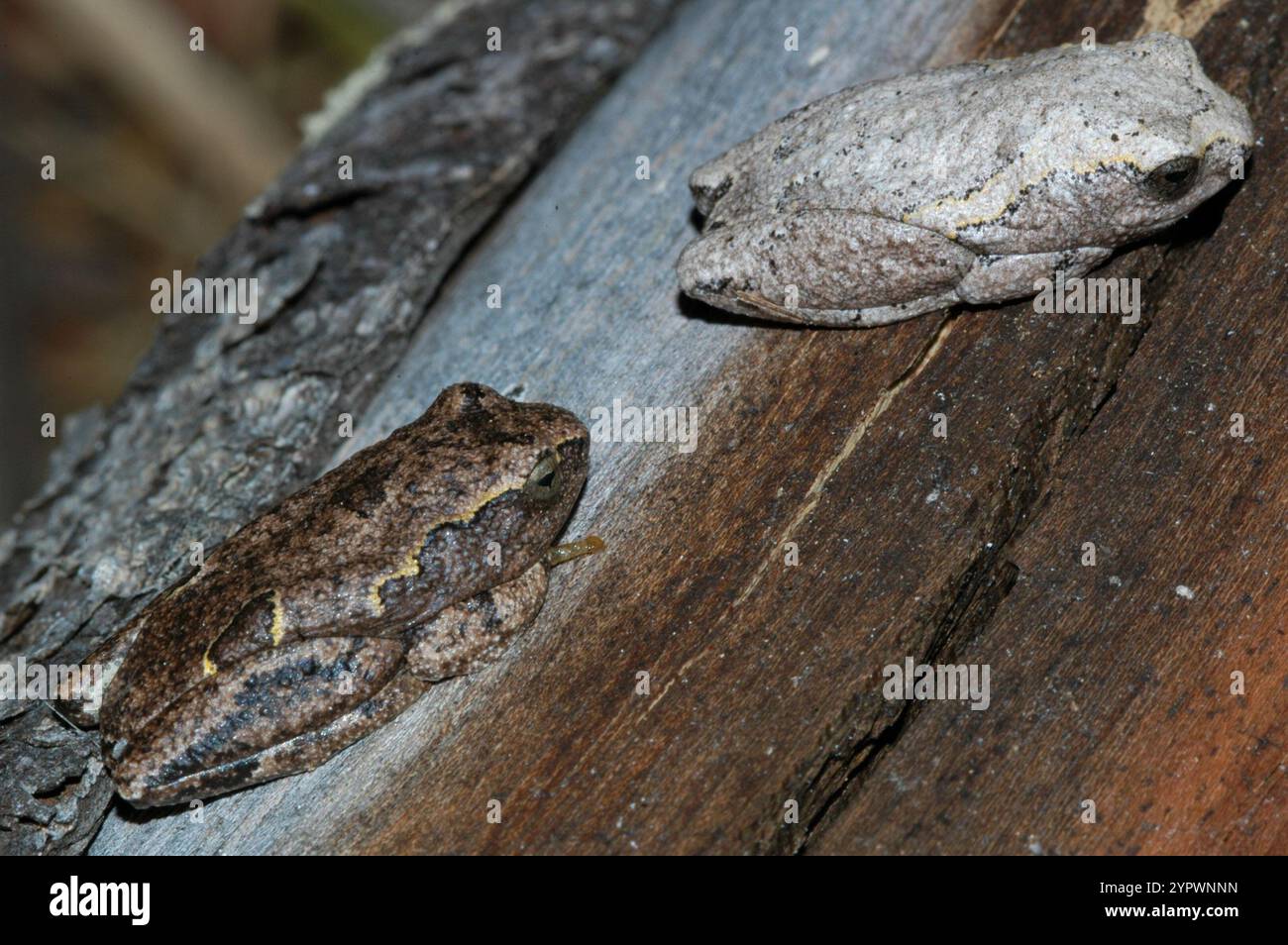 Angolan reed frog hi-res stock photography and images - Alamy