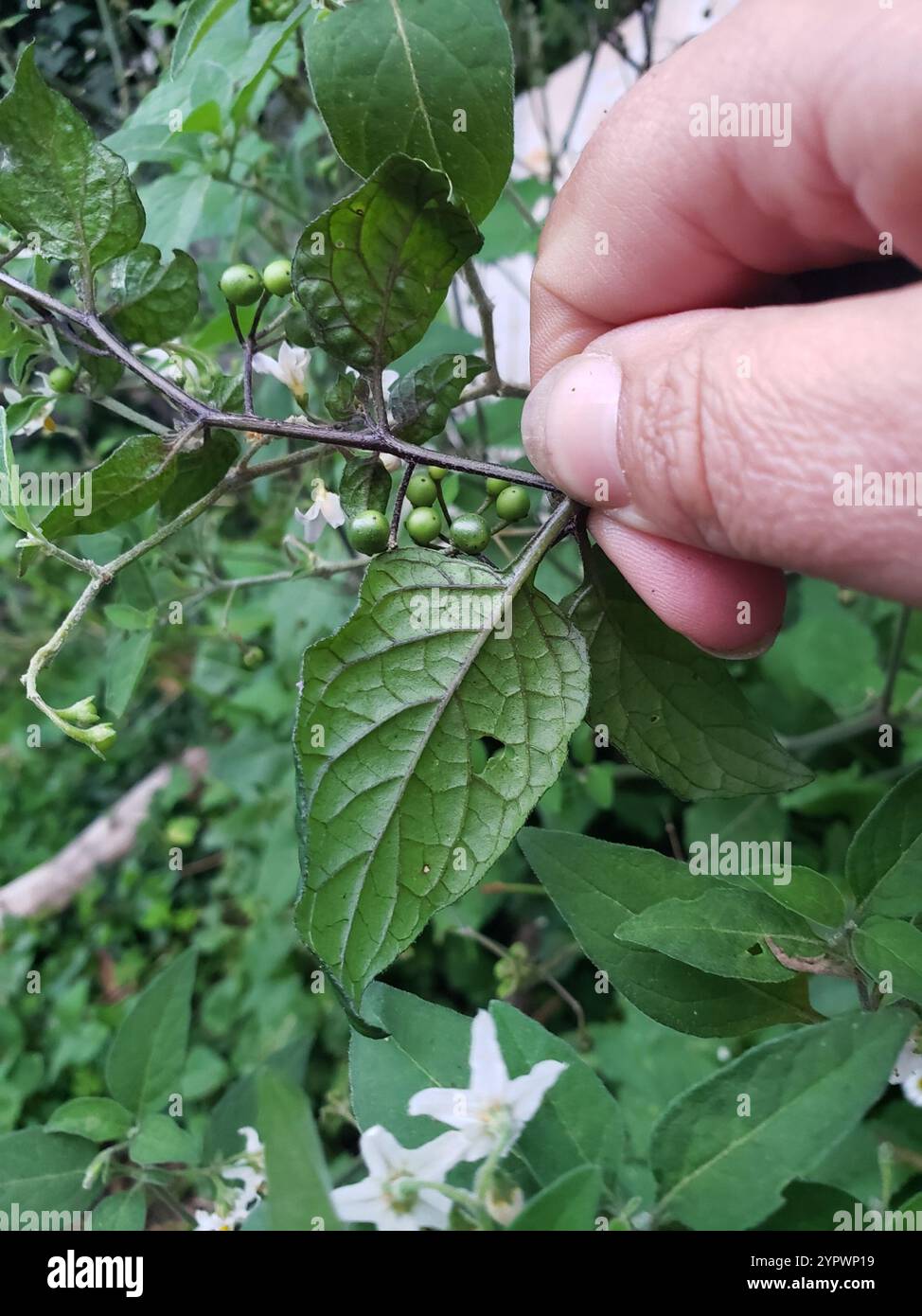 black nightshade (Solanum nigrum Stock Photo - Alamy