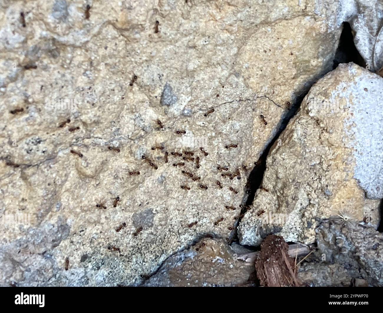 African Big-headed Ant (Pheidole megacephala Stock Photo - Alamy