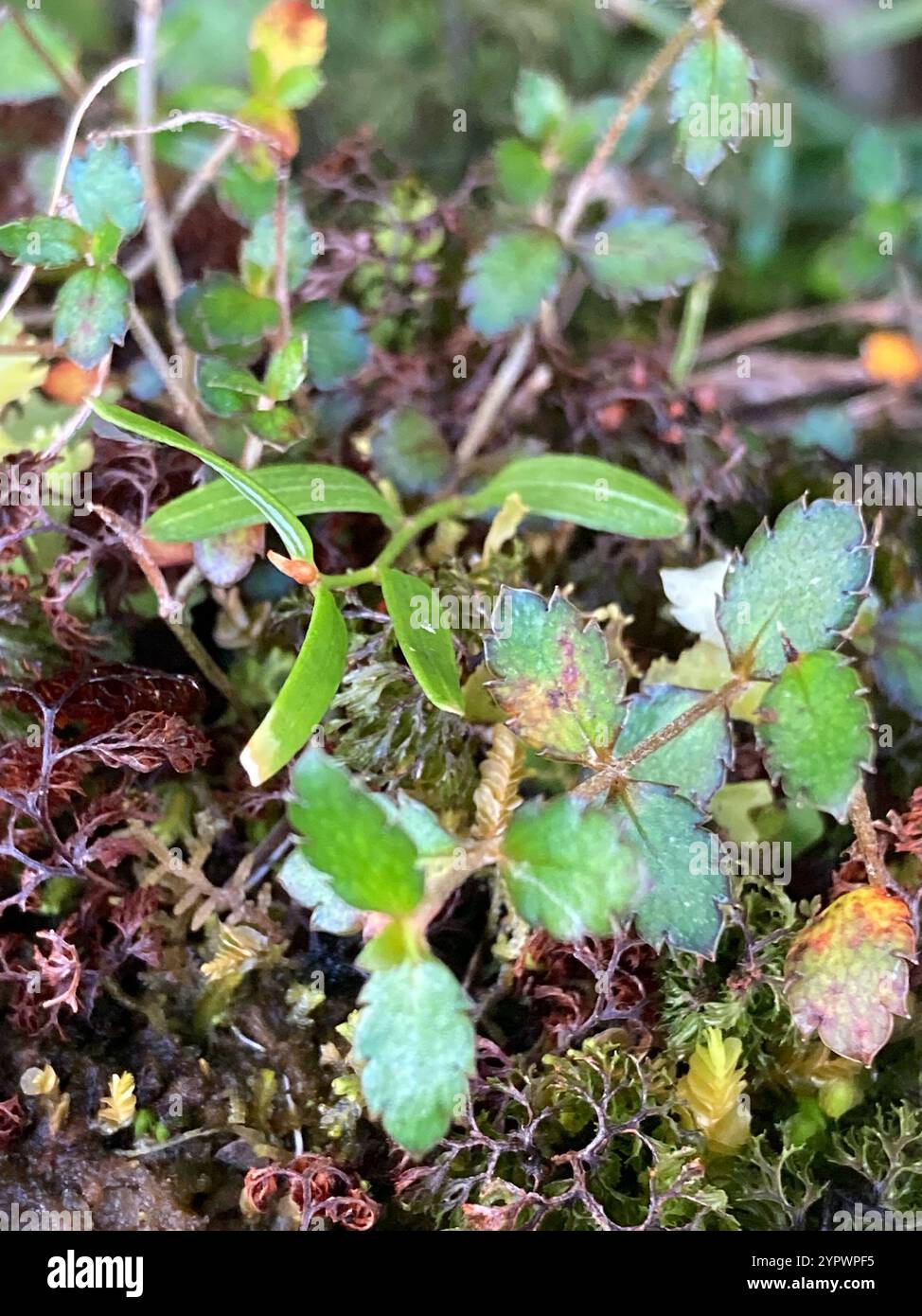 Gonocarpus hi-res stock photography and images - Alamy