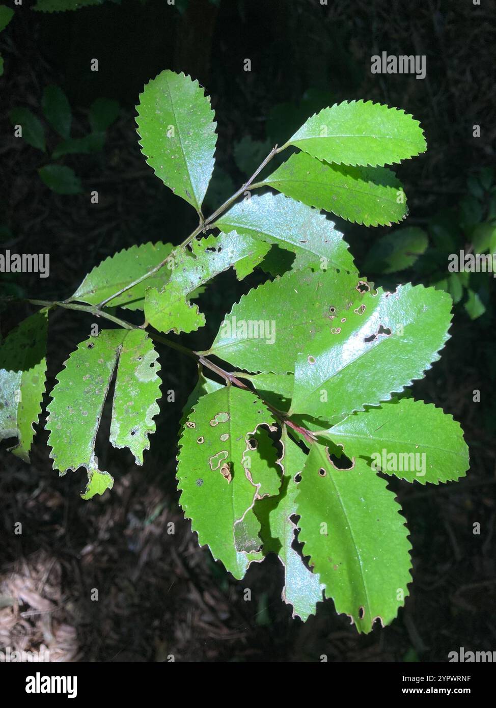 Laurelia novae zelandiae hi-res stock photography and images - Alamy