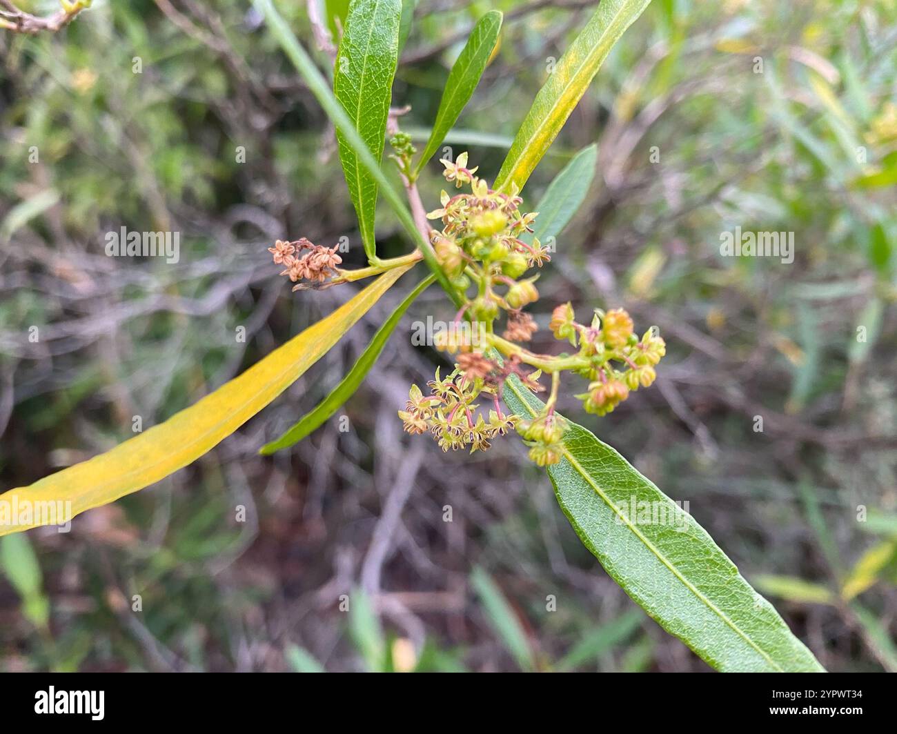 Akeake (Dodonaea viscosa Stock Photo - Alamy