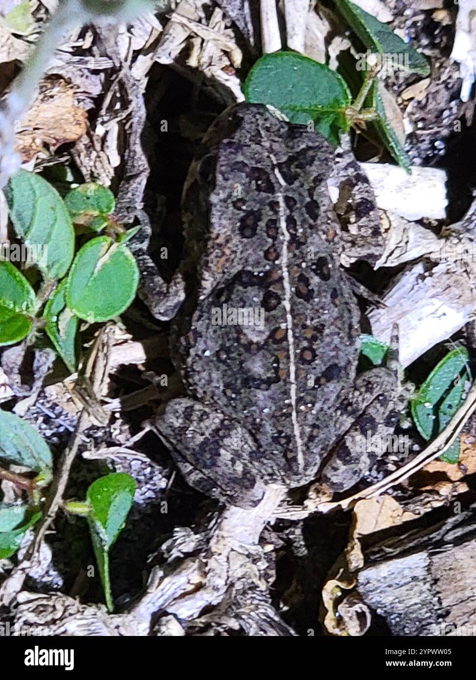 Cane Toad (Rhinella marina Stock Photo - Alamy