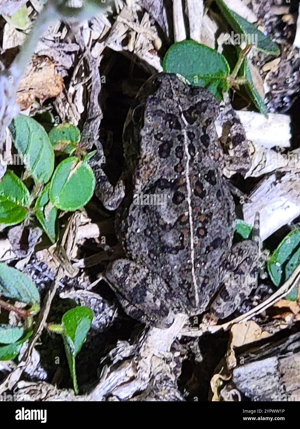 Cane Toad (Rhinella marina Stock Photo - Alamy