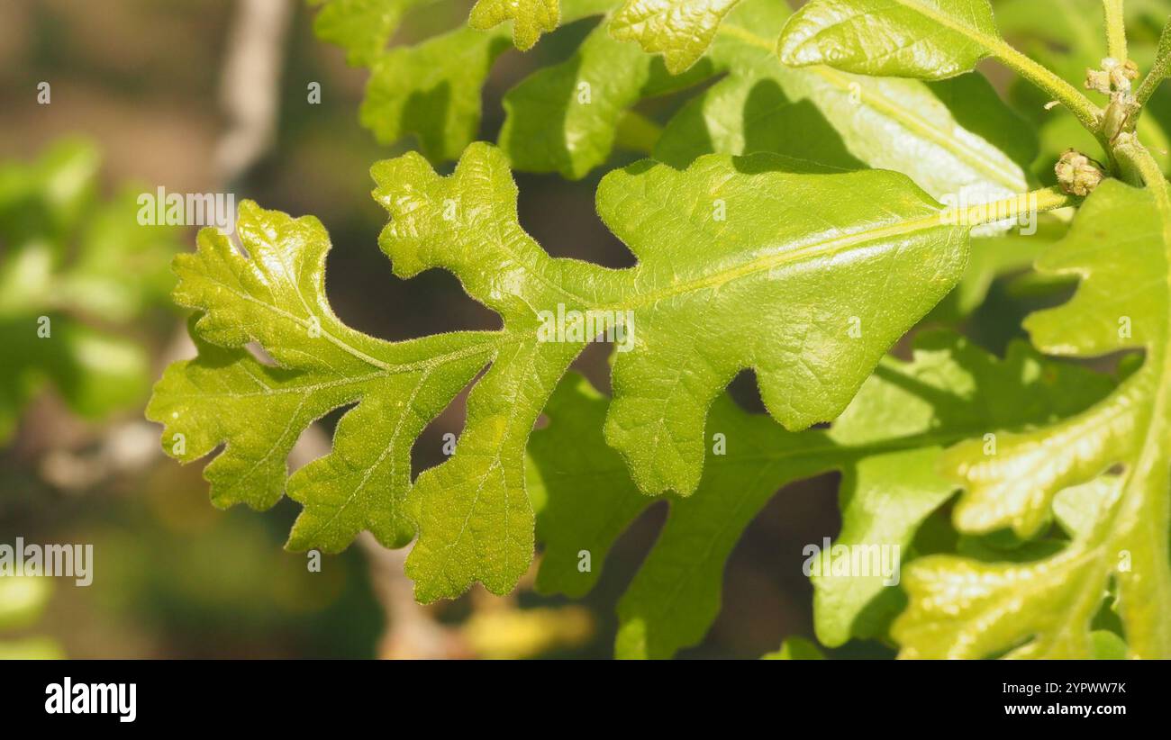 bur oak (Quercus macrocarpa Stock Photo - Alamy