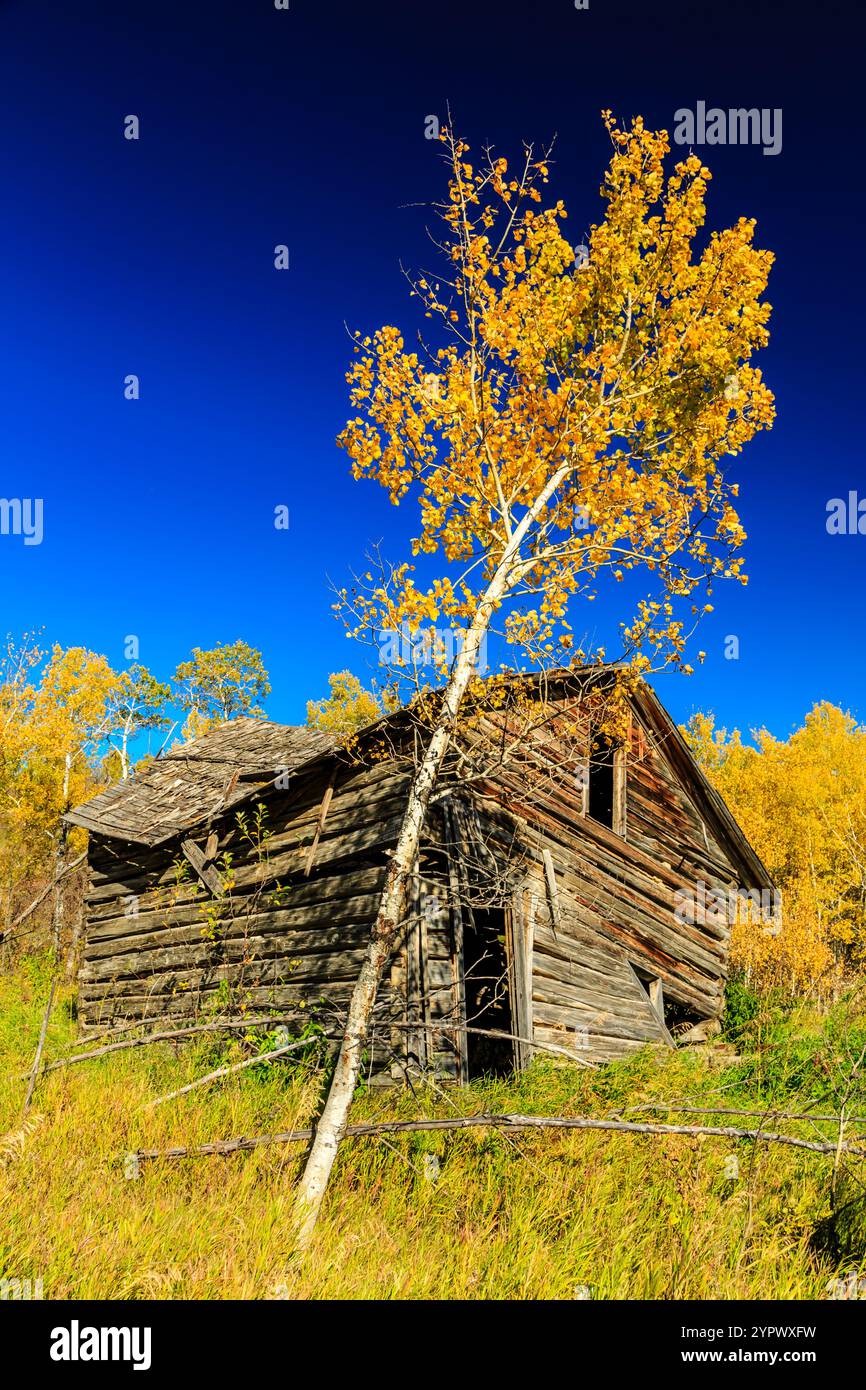 A small, old log cabin sits in a field with a tree leaning over it. The cabin is surrounded by tall grass and the sky is clear and blue. Concept of so Stock Photo