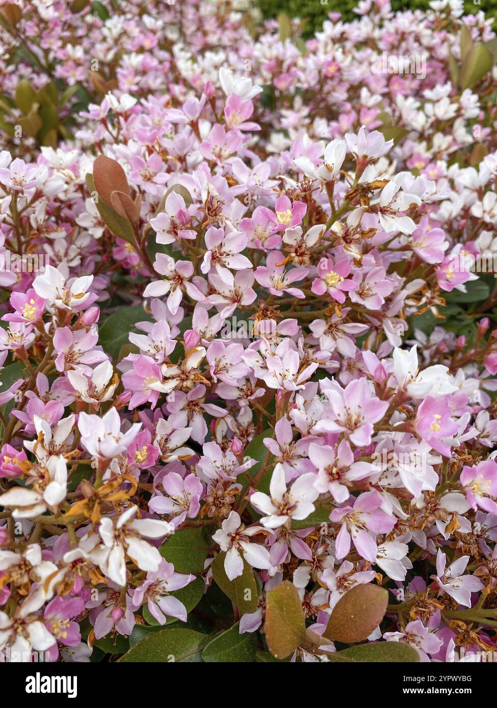 Pink wild blooming flowers hi-res stock photography and images - Alamy