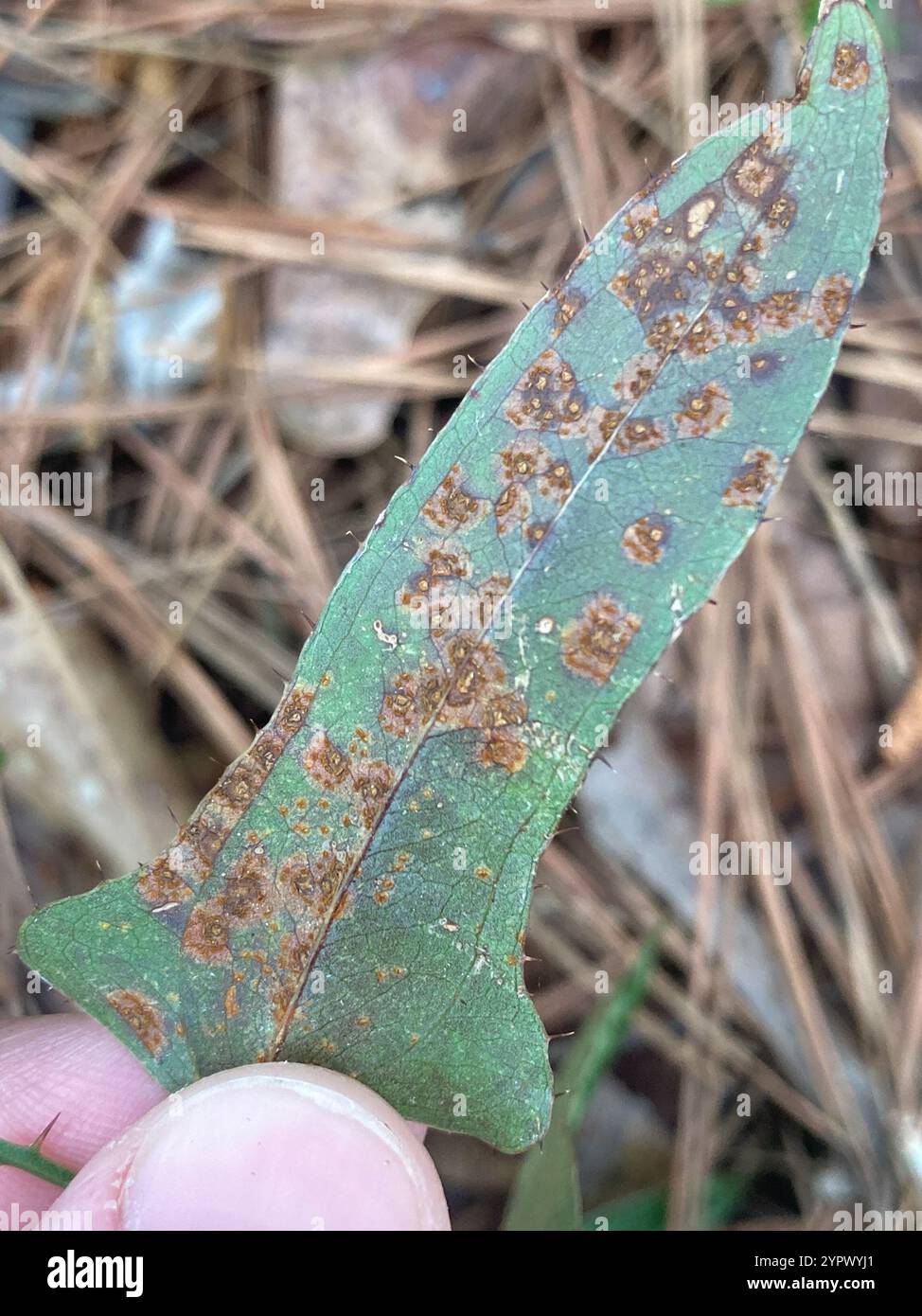 rust fungi (Pucciniales Stock Photo - Alamy