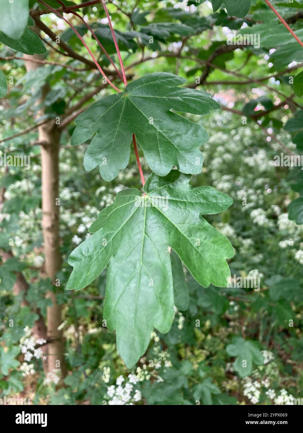 field maple (Acer campestre Stock Photo - Alamy