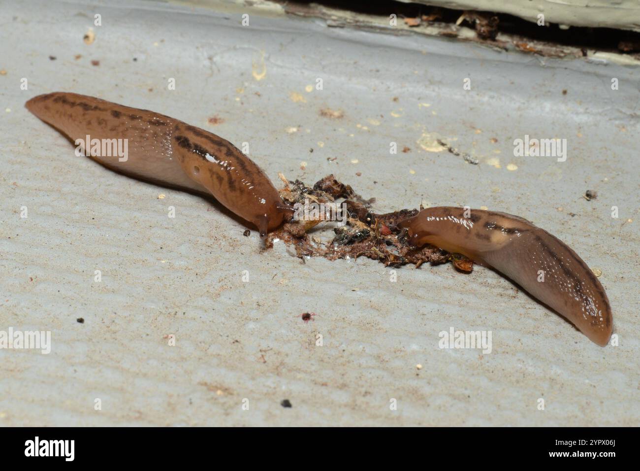 Threeband Slugs (Ambigolimax Stock Photo - Alamy