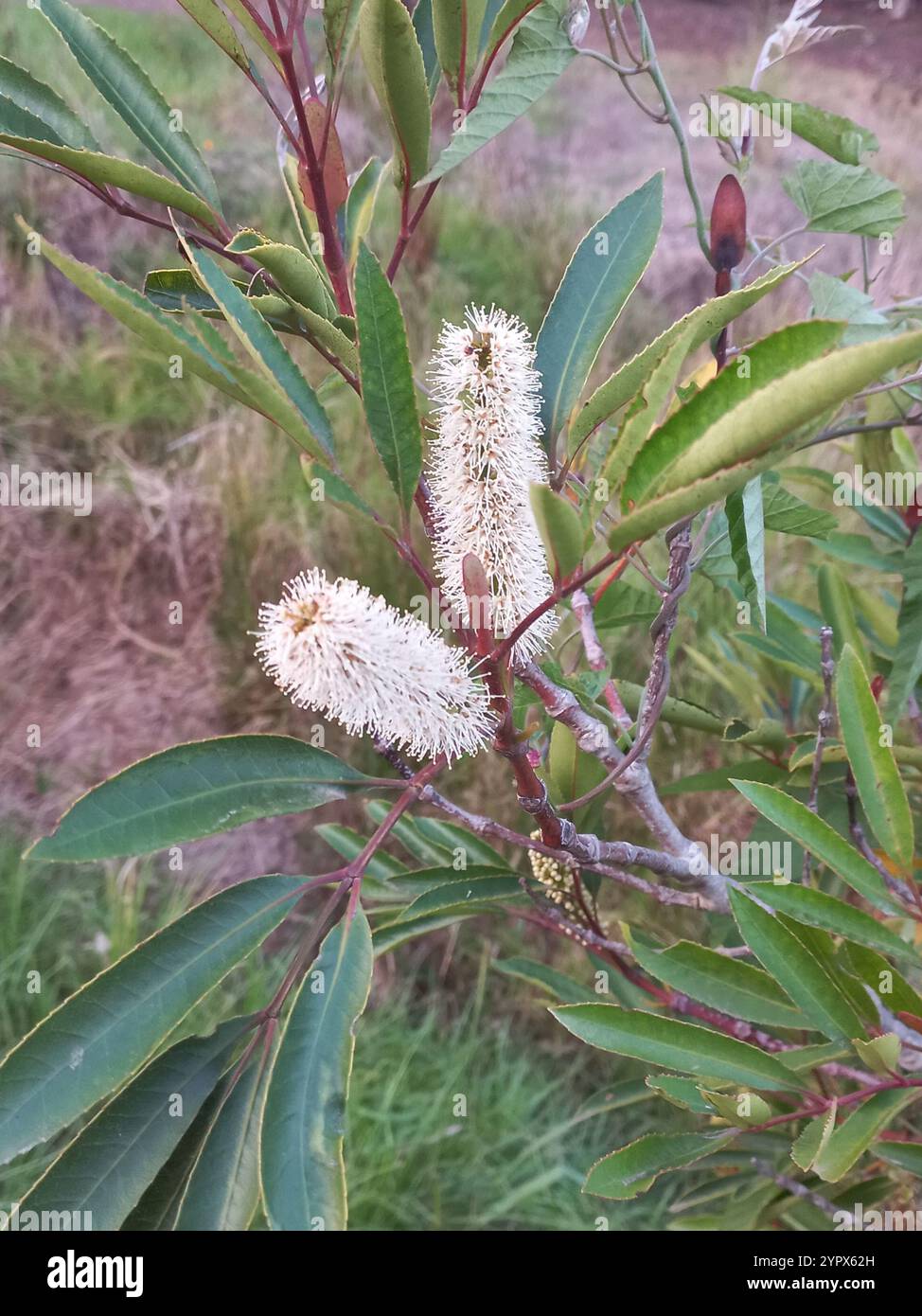 butterspoon tree (Cunonia capensis Stock Photo - Alamy