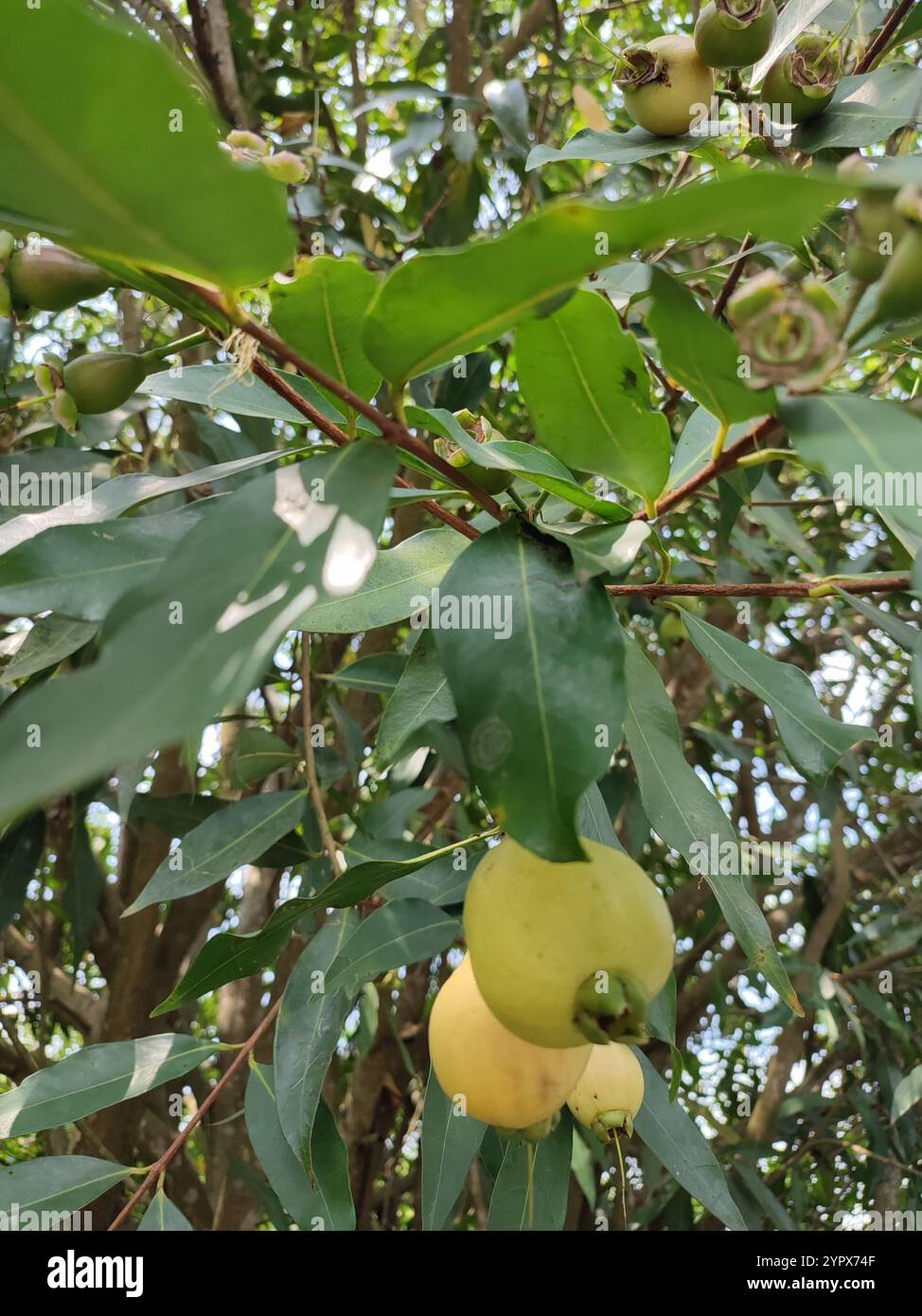 Rose-apple (Syzygium jambos Stock Photo - Alamy
