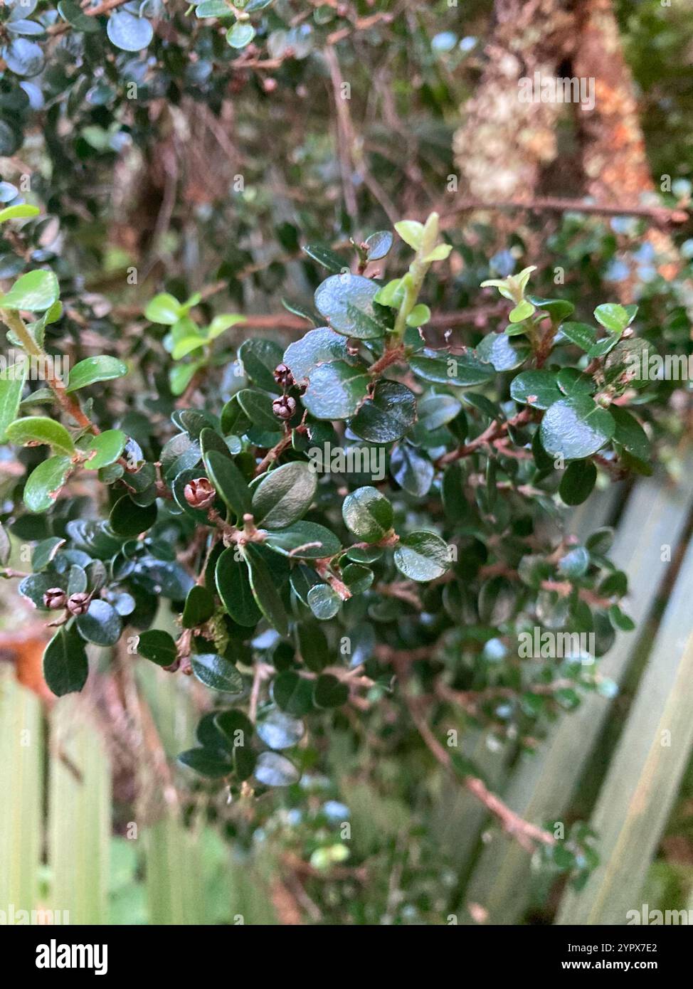 climbing rātā (Metrosideros perforata Stock Photo - Alamy