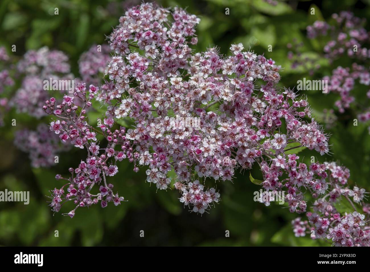 Spiraea japonica (Japanese spirea) or Japanese meadowsweet. Little Princess blooming in the summer Stock Photo