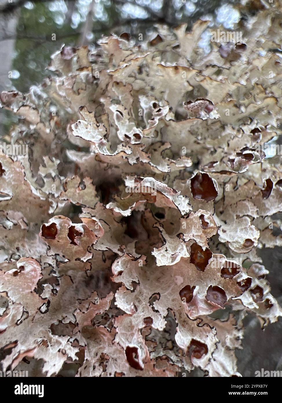 Crumpled Rag Lichen (Platismatia tuckermanii Stock Photo - Alamy