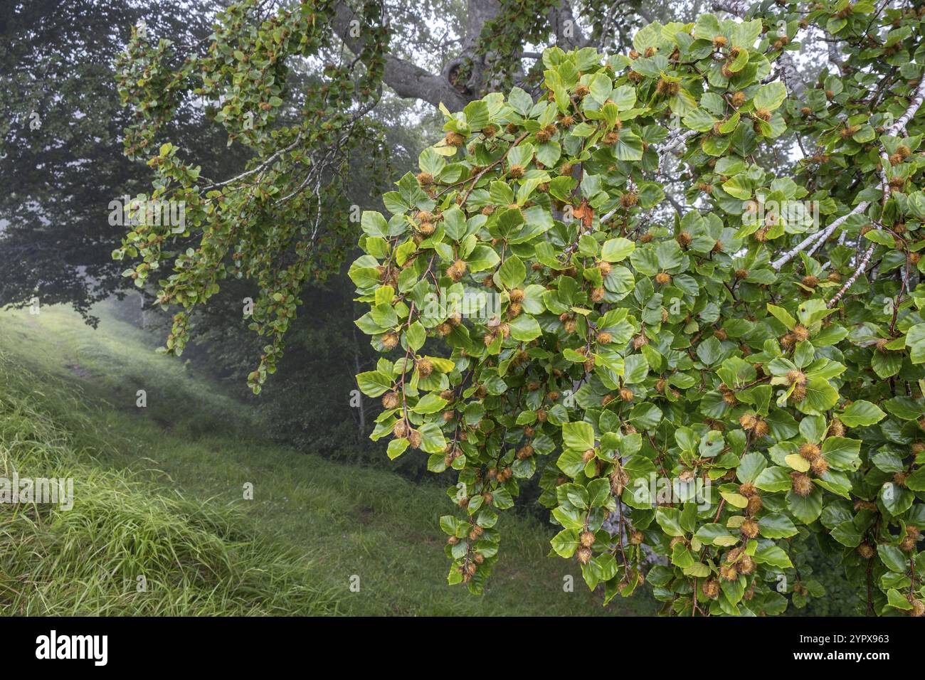 Beechnuts, fruit of the beech, Sierra de Aralar, Navarra, spain Stock Photo