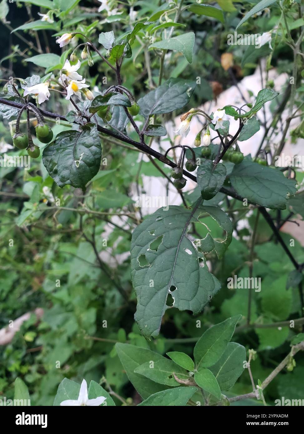 black nightshade (Solanum nigrum Stock Photo - Alamy