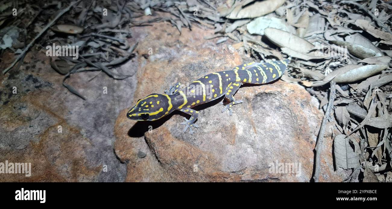 Northern Marbled Velvet Gecko (Oedura marmorata) Stock Photo