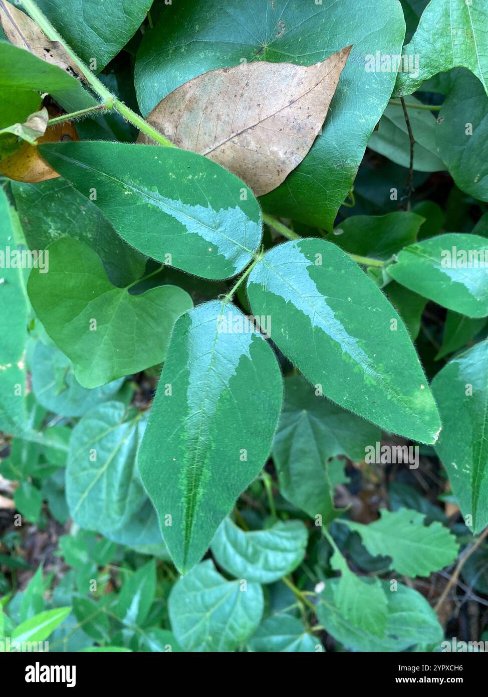 Silverleaf Desmodium (Desmodium uncinatum Stock Photo - Alamy