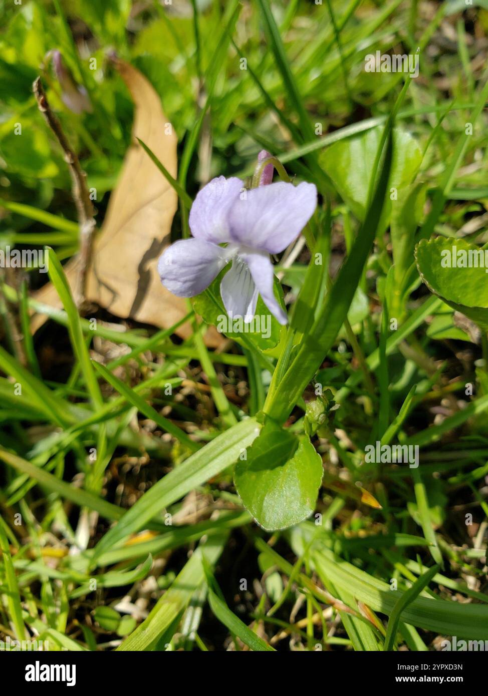 Labrador Violet Invasive Viola labradorica hi-res stock photography and images - Alamy